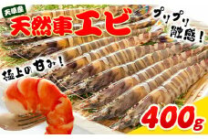 天草産 天然車海老 約400g 海鮮 海産物 海の幸 シーフード 海老 エビ えび クルマエビ 車海老 車エビ 車えび 《90日以内に出荷予定(土日祝除く)》 熊本県 苓北町 天草 天草漁業協同組合苓北支所 st-p