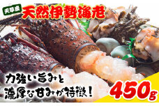 天草産 天然伊勢海老 一尾（半身カット×２個） 海鮮 海産物 海の幸 シーフード 海老 エビ えび 伊勢海老 《90日以内に出荷予定(土日祝除く)》 熊本県 苓北町 天草 天草漁業協同組合苓北支所 st-p