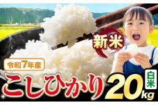 令和7年産 新米 白米 こしひかり 20kg《9月下旬-11月上旬頃出荷》熊本県産 ふるさと納税 無洗米 白米 精米 ひの 米 こめ ふるさとのうぜい コシヒカリ コメ お米 おこめ