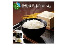 特別栽培米ぴかまる白米 5kg 米 白米 丹川 大分県 美味しい ご飯 おにぎり 精米 料理 ブランド米 B01019