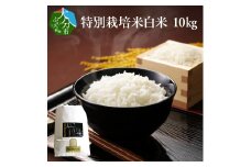 特別栽培米ぴかまる白米 10kg 米 白米 丹川 大分県 美味しい ご飯 おにぎり 精米 料理 ブランド米 B01021