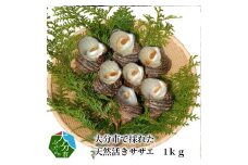 大分市で採れた　天然活きサザエ　1kg サザエ さざえ 魚貝類 貝 天然 大分市 旬 冷蔵 大きい 肉厚 ご飯のお供 焼き おつまみ E12001