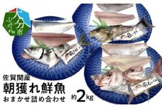 佐賀関産　朝獲れ鮮魚　おまかせ詰め合わせ　約2kg 魚 鮮魚 朝獲れ おまかせ 詰め合わせ セット 新鮮 高鮮度 プロトン凍結 鮮度抜群 プリプリ 冷凍 大分県 佐賀関 個包装 E04025