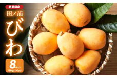 【期間限定】田ノ浦びわ 約2.16kg(270g×8パック） 数量限定 びわ ビワ 枇杷 果物 フルーツ 甘い 季節限定 旬 デザート 国産 大分産 ジャム お取り寄せ 冷蔵 高級 C07013