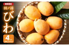 【期間限定】田ノ浦びわ 約1.08kg(270g×4パック）数量限定 びわ ビワ 枇杷 果物 フルーツ 甘い 季節限定 旬 デザート 国産 大分産 ジャム お取り寄せ 冷蔵 高級 C07014