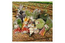 季節野菜の詰め合わせセット 旬野菜 | 野菜 健康 旬の詰め合わせ  大分県産 九州産 中津市 国産 送料無料