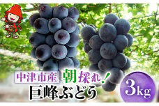 【先行予約】【期間・数量限定】大分県中津市産 巨峰ぶどう 3kg | フルーツ 果物 くだもの ぶどう ブドウ 葡萄 巨峰 種あり 大分県産 九州産 国産 中野観光ぶどう園 大分県 中津市