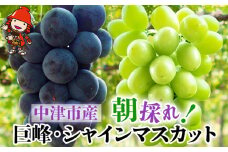 【先行予約】中津産の巨峰とシャインマスカット【数量・期間限定】 中野観光ぶどう園 ぶどう 予約 