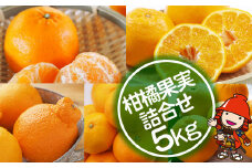 【期間限定】おはら果樹園果実詰め合わせ 約5kg | フルーツ 果物 くだもの 果実 柑橘 柑橘類 セット 詰め合わせ ( みかん ポンカン はるみ 不知火 等) おはら果樹園 国産 産地直送 大分県 中津市