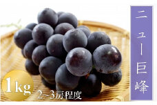 【先行予約】【数量限定】宮内果樹観光園のニュー巨峰 約1kg ぶどう 2～3房 | フルーツ 果物 くだもの ブドウ 葡萄 巨峰 ニュー巨峰 産地直送 大分県 中津市