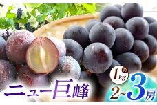 【数量限定】宮内果樹観光園のニュー巨峰 約1kg ぶどう 2～3房 | フルーツ 果物 くだもの ブドウ 葡萄 巨峰 ニュー巨峰 産地直送 大分県 中津市