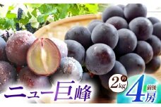 【数量限定】宮内果樹観光園のニュー巨峰 約2kg ぶどう 4房程度 | フルーツ 果物 くだもの ブドウ 葡萄 巨峰 ニュー巨峰 産地直送 大分県 中津市