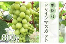【先行予約】中津市産ぶどう シャインマスカット 約800g | フルーツ 果物 くだもの ぶどう ブドウ 葡萄 マスカット 国産 産地直送 おきだいふぁーむ ぶどう園 大分県 中津市