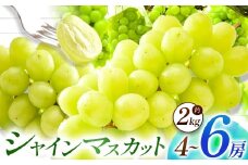 【数量限定】宮内果樹観光園のシャインマスカット 約2kg 5房前後 | フルーツ 果物 くだもの ぶどう ブドウ 葡萄 シャインマスカット マスカット 産地直送 大分県 中津市