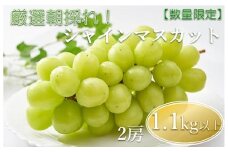 【先行予約】朝採れ シャインマスカット 1.1kg以上（2～3房入り）| 数量限定 新鮮 産地直送 ぶどう ブドウ 葡萄 果物 フルーツ 大分県産 九州産 国産 大分県 中津市