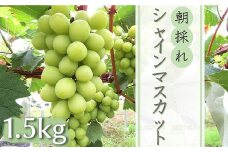 【先行予約】中津市産ぶどう シャインマスカット 約1.5kg | フルーツ 果物 くだもの ぶどう ブドウ 葡萄 マスカット 国産 産地直送 おきだいふぁーむ ぶどう園 大分県 中津市
