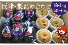 【先行予約】糖度計使用 巨峰・梨 詰め合わせ 約4kg (巨峰5～6個、梨6個) | ブドウ ぶどう 葡萄 果物 フルーツ くだもの ギフト プレゼント 贈答品 大分県産 九州産 中津市