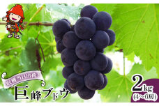 【先行予約】巨峰ブドウ 約2kg (4～6房) 種あり | ブドウ ぶどう 葡萄果物 フルーツ くだもの 産地直送 甘い 大分県産 九州産 中津市 国産 送料無料