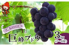 巨峰ブドウ 約3kg (7～9房) 種あり | ブドウ ぶどう 葡萄果物 フルーツ くだもの 産地直送 甘い 大分県産 九州産 中津市 国産 送料無料