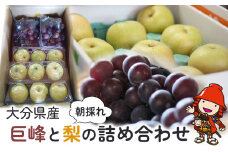 【糖度計使用】 巨峰と梨の詰め合わせ 巨峰 約1.7kg 菊水梨 約2.2kg | いわき農園 梨 なし 葡萄 ぶどう ブドウ 種あり 数量限定 新鮮 産地直送 果物 くだもの フルーツ ギフト 大分県産 九州産 大分県 中津市