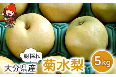 梨 菊水梨 約5kg いわき農園 | 梨 なし 糖度計使用 数量限定 新鮮 産地直送 果物 くだもの フルーツ ギフト 大分県産 九州産 中津市