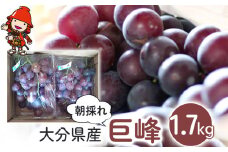 【糖度計使用】 巨峰 約1.7kg | いわき農園 葡萄 ぶどう ブドウ 巨峰 種あり 数量限定 新鮮 産地直送 果物 くだもの フルーツ ギフト 大分県産 九州産 大分県 中津市