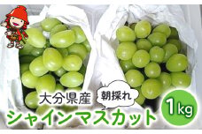 【糖度計使用】 シャインマスカット 約1kg (2～3房) | いわき農園 葡萄 ぶどう ブドウ マスカット 数量限定 新鮮 産地直送 果物 くだもの フルーツ ギフト 大分県産 九州産 大分県 中津市