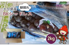 BKシードレス 約2kg (約3～4房) | いわき農園 葡萄 マスカットベリーA 巨峰 ぶどう ブドウ 種なし 数量限定 新鮮 産地直送 果物 くだもの フルーツ ギフト 大分県産 九州産 大分県 中津市