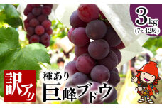 種あり 巨峰 ブドウ (訳あり) 約3kg (約7～12房)  | ブドウ ぶどう 葡萄 果物 フルーツ 果実 くだもの 訳あり 訳アリ 家庭用 産地直送 大分県産 九州産 大分県 中津市