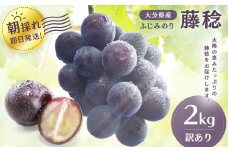 【訳あり】藤稔 約2kg | いわき農園 葡萄 ぶどう ブドウ ふじみのり 2kg 2キロ 新鮮 産地直送 果物 くだもの フルーツ 朝採れ 大分県産 九州産 大分県 中津市