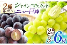 宮内果樹観光園のシャインマスカットとニュー巨峰 約2kg | フルーツ 果物 くだもの ぶどう ブドウ 葡萄 シャインマスカット マスカット 巨峰 セット 食べ比べ 産地直送 大分県 中津市