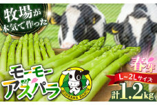 【選べる容量】モーモーアスパラ春芽 2L・L 1.2kg 迷ったらこれ！ちょうどいい太さ2種セット 1.2kg 日田市 / 有限会社本川牧場 [ARAI002]