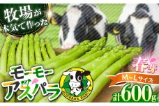 【選べる容量】モーモーアスパラ春芽 L・M 600g 食べやすい太さの2種セット 600g 日田市 / 有限会社本川牧場 [ARAI031]