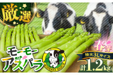 数量限定！モーモーアスパラ春芽 3L 1.2kg 超極太のみ厳選！ 1.2kg 日田市 / 有限会社本川牧場 [ARAI033]