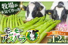 【選べる容量】モーモーアスパラ春芽 L・M 1.2kg 食べやすい太さの2種セット 1.2kg 日田市 / 有限会社本川牧場 [ARAI032]