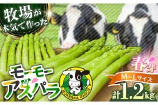 【選べる容量】モーモーアスパラ春芽 L・M 1.2kg 食べやすい太さの2種セット 1.2kg 日田市 / 有限会社本川牧場 [ARAI032]