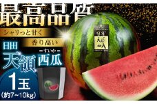 【期間限定】日田天領 西瓜 1玉 約7kg〜10kg 100サイズ 日田市 / 日田天領西瓜部会 西瓜 すいか スイカ 名産 夏 ブランド 日田 天領  スイカ 糖度 甘い [ARBD001]