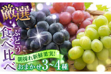 【期間限定】 シャインマスカット ぶどう おまかせ食べ比べ セット 3〜4種（各1房） 日田市 / いのうえぶどう園 シャインマスカット しゃいんますかっと マスカット ますかっと 葡萄 ぶどう ブドウ 期間限定 フルーツ 果物[ARDO001]
