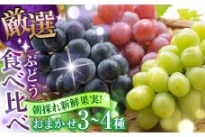 【期間限定】 シャインマスカット ぶどう おまかせ食べ比べ セット 3〜4種（各1房） 日田市 / いのうえぶどう園 シャインマスカット しゃいんますかっと マスカット ますかっと 葡萄 ぶどう ブドウ 期間限定 フルーツ 果物[ARDO001]