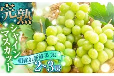 【期間限定】 シャインマスカット 2〜3房　ぶどう 日田市 / いのうえぶどう園 シャインマスカット しゃいんますかっと マスカット ますかっと 葡萄 ぶどう ブドウ 期間限定 フルーツ 果物[ARDO002]