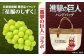 シャインマスカット ぶどう 朝採り 旬 フルーツ マスカット 果物 しゃいんますかっと 大粒 