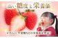 ベリーツ いちご イチゴ 苺 フルーツ 果物