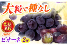 【先行予約 ・25年9月以降順次発送】 ピオーネ 1箱（600〜700g×2房）日田市 / JAおおいた フルーツ ぶどう 葡萄 ブドウ 果物 ぴおーね [AREW004]