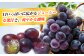 【期間限定】 ピオーネ 1箱（600〜700g×2房）フルーツ ぶどう 葡萄 ブドウ