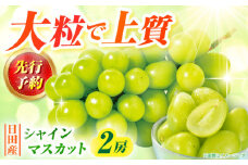 【先行予約・9月以降順次発送】シャインマスカット 1箱 (600g〜700g×2房)  日田市 / JAおおいた シャインマスカット しゃいんますかっと マスカット ますかっと 葡萄 ぶどう ブドウ 期間限定 フルーツ 果物 [AREW005]