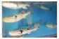 発送日の朝水揚げした新鮮なとらふぐを使用しています