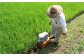 田んぼに水を引き入れる時に有機質肥料を与えることで、田んぼ全体に肥料を行き渡らせます