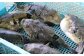 養殖とらふぐのみを使用