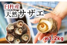 臼杵の綺麗な海で育った天然サザエ（1.2kg）