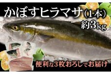 【期間限定】爽やかな味わい！「うすき産かぼすヒラマサ」約3kg（1本）